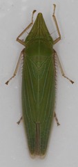 Draeculacephala producta