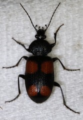 Panagaeus crucigerus