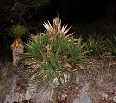 Agave gentryi