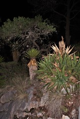 Agave gentryi