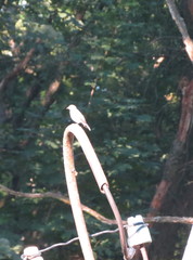 Muscicapa striata