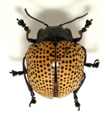 Doryphora