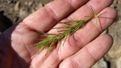 Cordylanthus rigidus setigerus