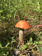 Leccinum boreale