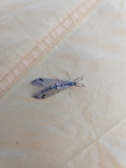 Dendroleon speciosus