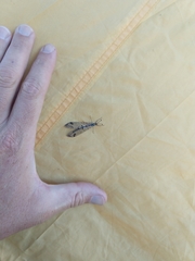 Dendroleon speciosus