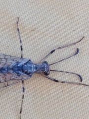 Dendroleon speciosus