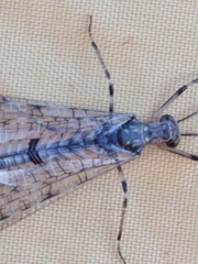 Dendroleon speciosus