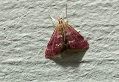 Pyrausta signatalis