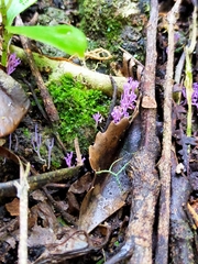 Ramariopsis pulchella