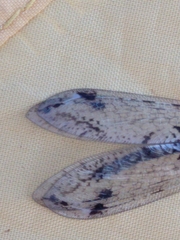 Dendroleon speciosus