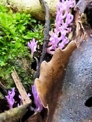 Ramariopsis pulchella