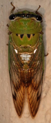 Superb Dog-day Cicada