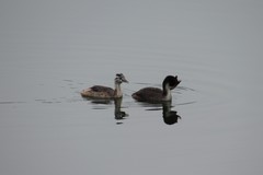 Podiceps cristatus
