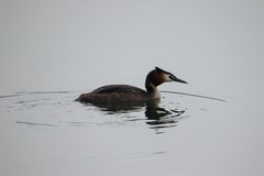 Podiceps cristatus