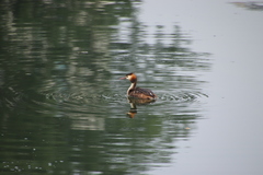 Podiceps cristatus