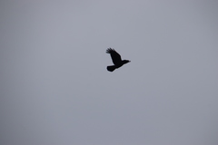 Corvus macrorhynchos