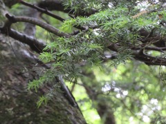 Tsuga sieboldii