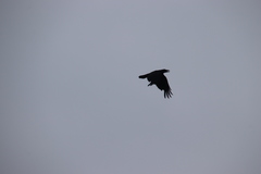 Corvus macrorhynchos