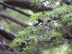 Tsuga sieboldii