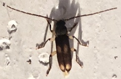 Tylonotus bimaculatus