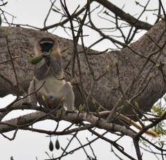 Chlorocebus tantalus