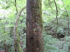 Tsuga sieboldii