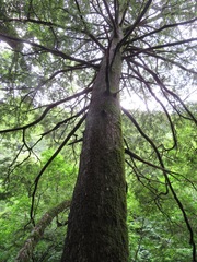 Tsuga sieboldii