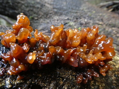 Tremella vesiculosa