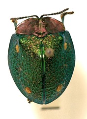Cyrtonota zikani