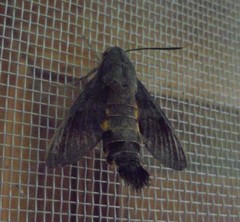 Macroglossum aquila