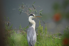 Ardea cinerea