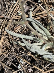 Ivesia santolinoides