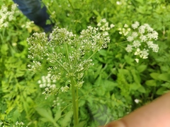 Conium maculatum