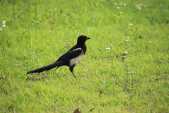 Pica serica