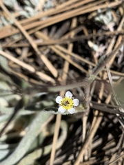 Ivesia santolinoides