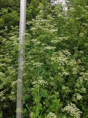 Conium maculatum
