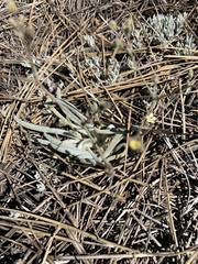 Ivesia santolinoides