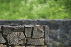Passer montanus