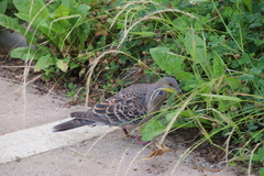Streptopelia orientalis