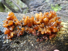 Tremella vesiculosa