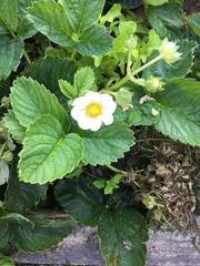 Fragaria × ananassa