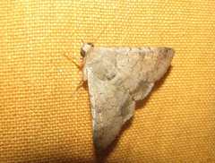Pandesma robusta
