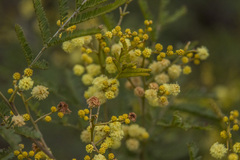 Acacia deanei