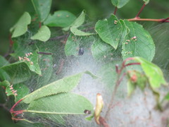 Yponomeuta evonymella