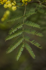 Acacia deanei