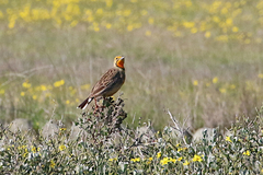 Macronyx capensis capensis