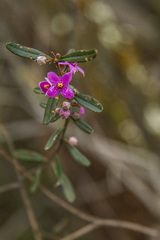 Boronia glabra