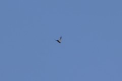 Accipiter soloensis
