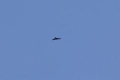 Accipiter soloensis